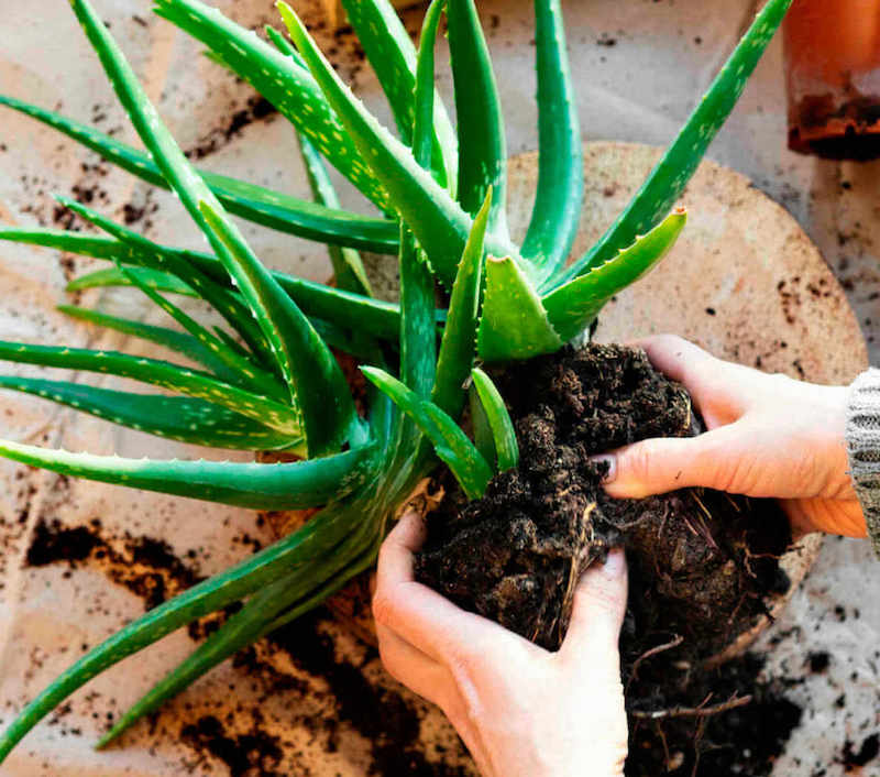 easy method for repotting aloe vera pups for more aloe plants