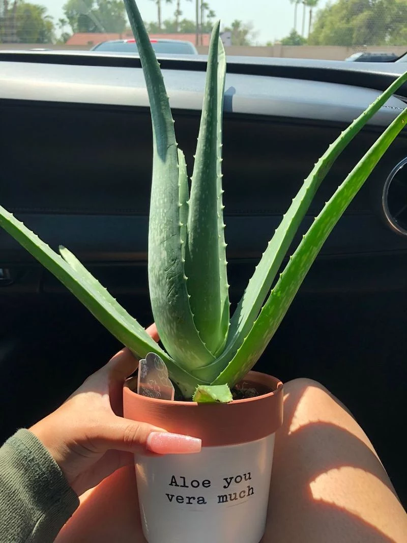 easy methods for repotting a brand new aloe vera plant at home