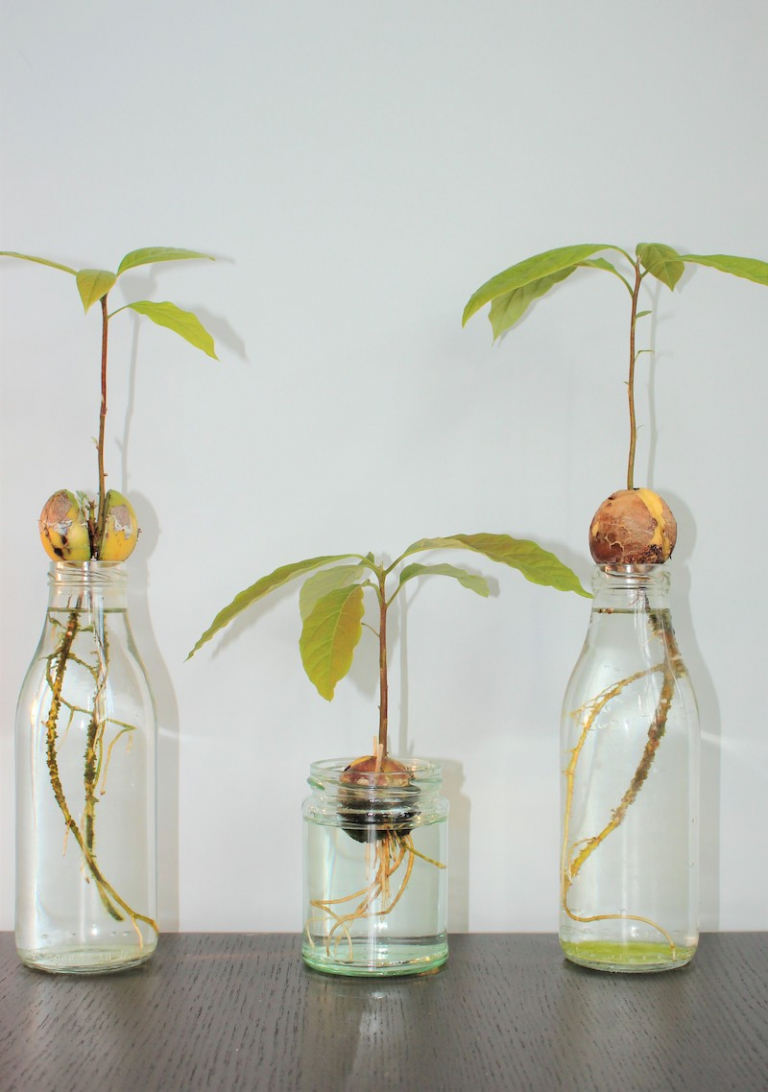 How to grow an avocado indoors: The whole process – Archziner.com