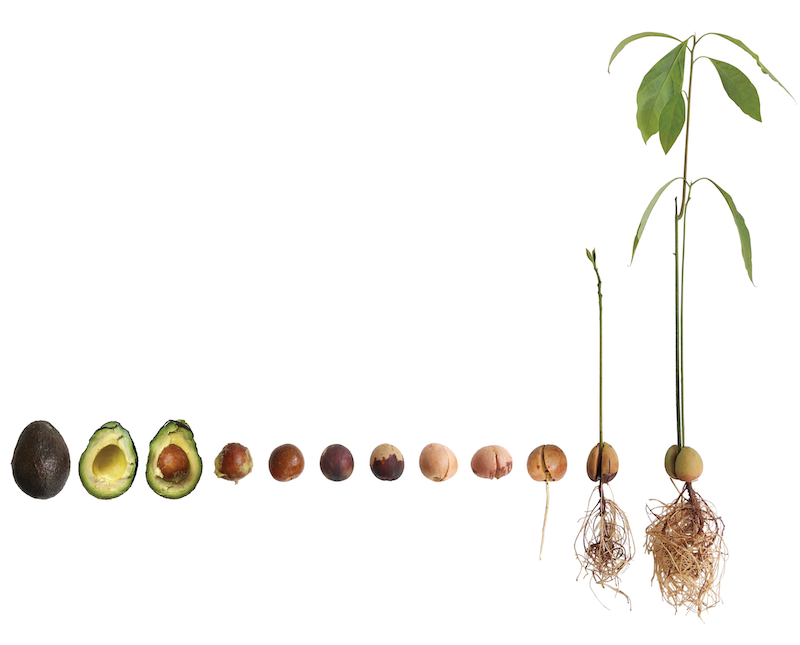 guide how to grow an avocado tree that bears fruit outdoors