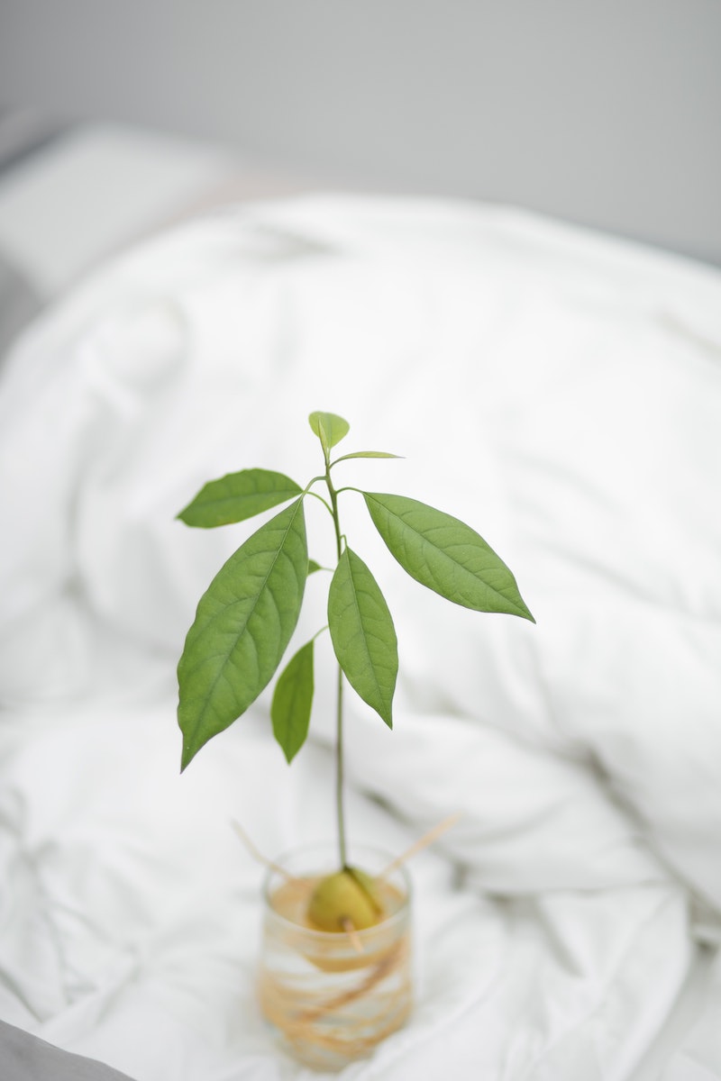 how big do avocado leaves get bright green and exotic