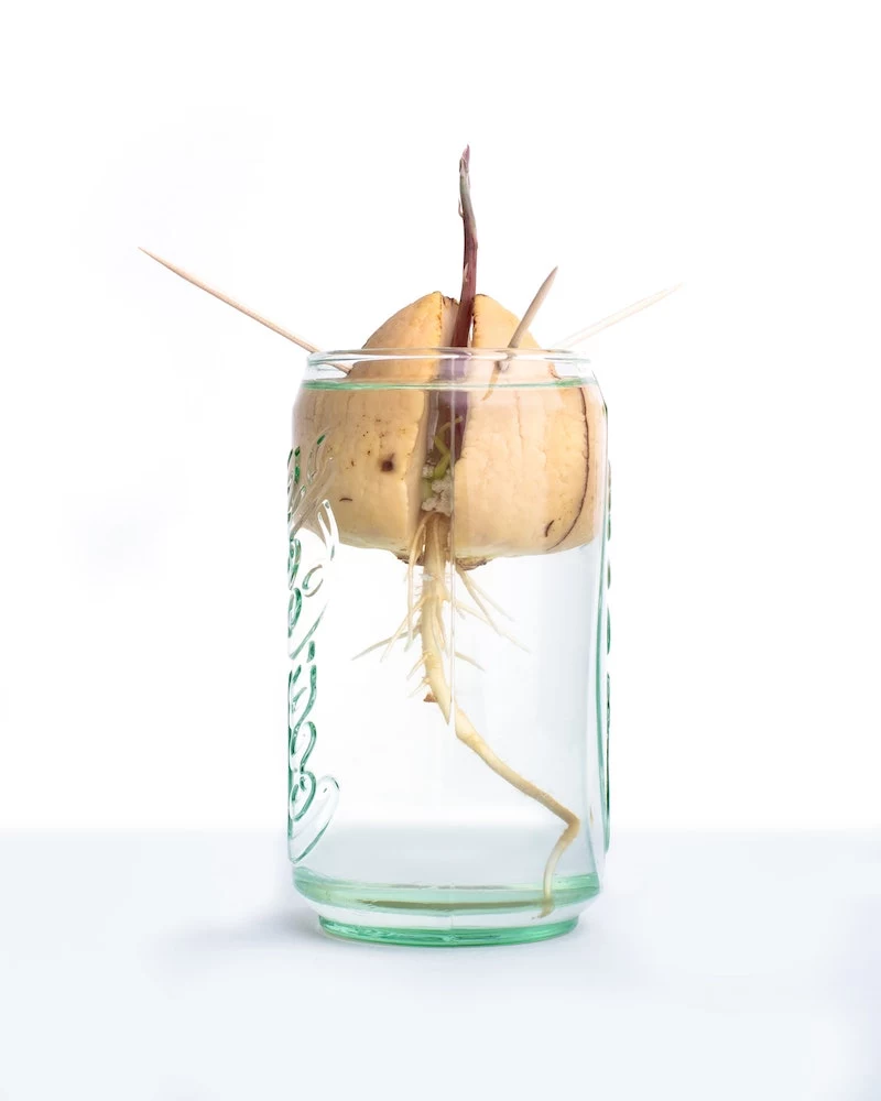 how long does it take an avocado seed to sprout using toothpicks method