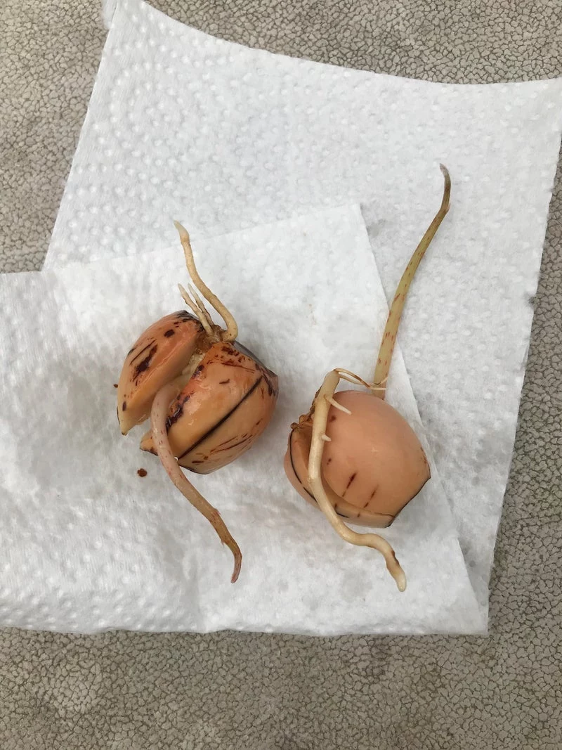 how long does it take for avocado seed to sprout using the paper towel method