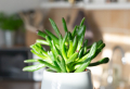 How to take care of succulents to ensure they grow healthy