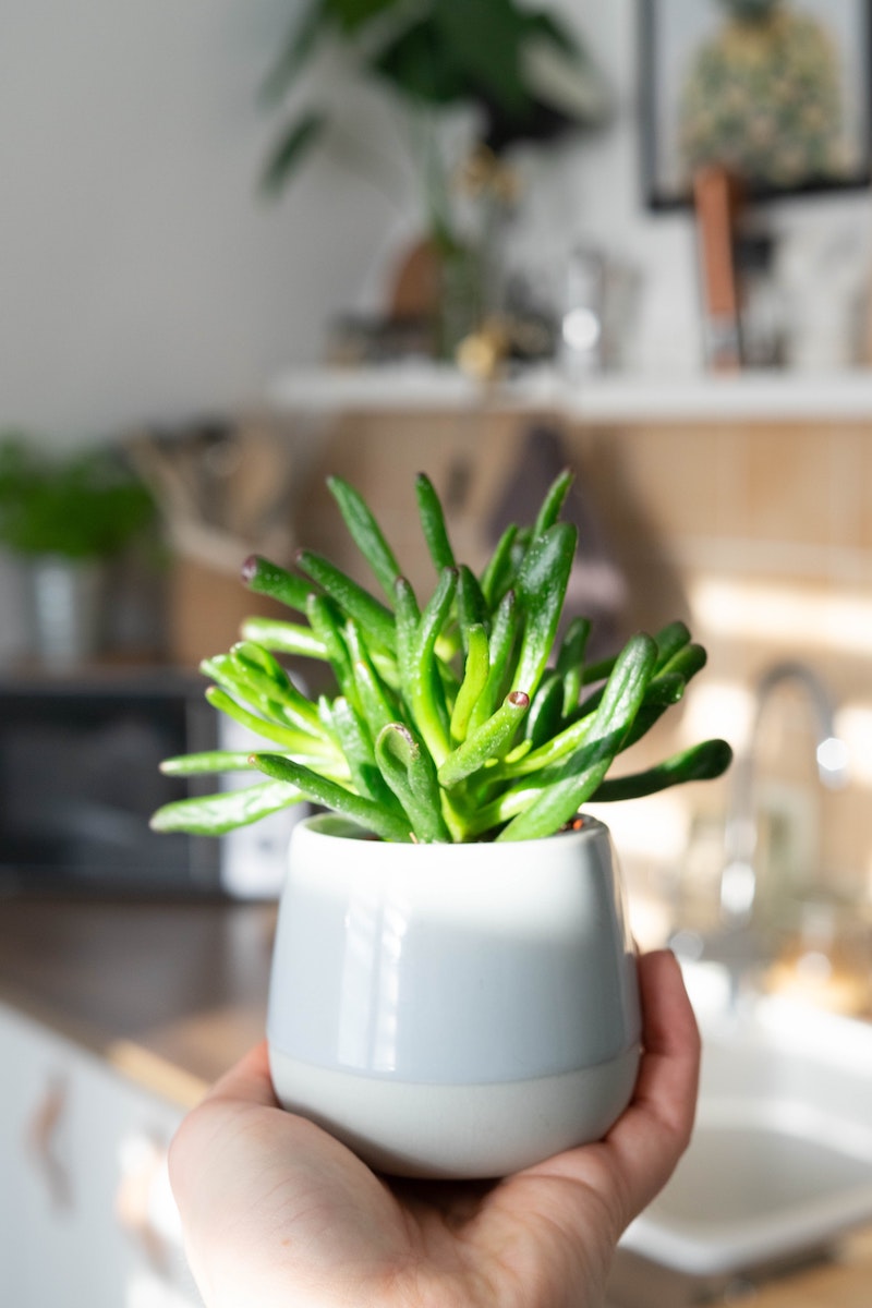 how much light do succulents need to gow healthy and live long