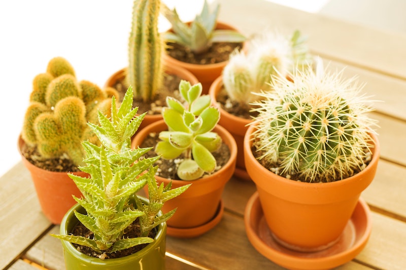 how much sun do succulents need in order to be healthy and live long