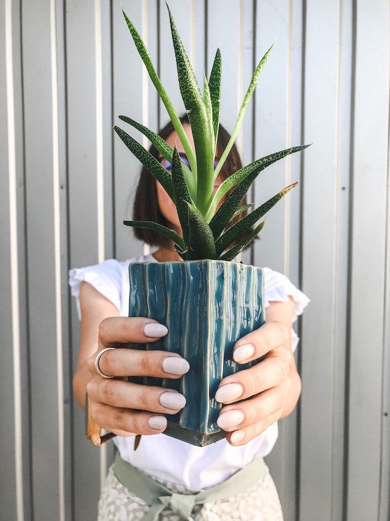 how often should you water aloe vera plants that you leave inside