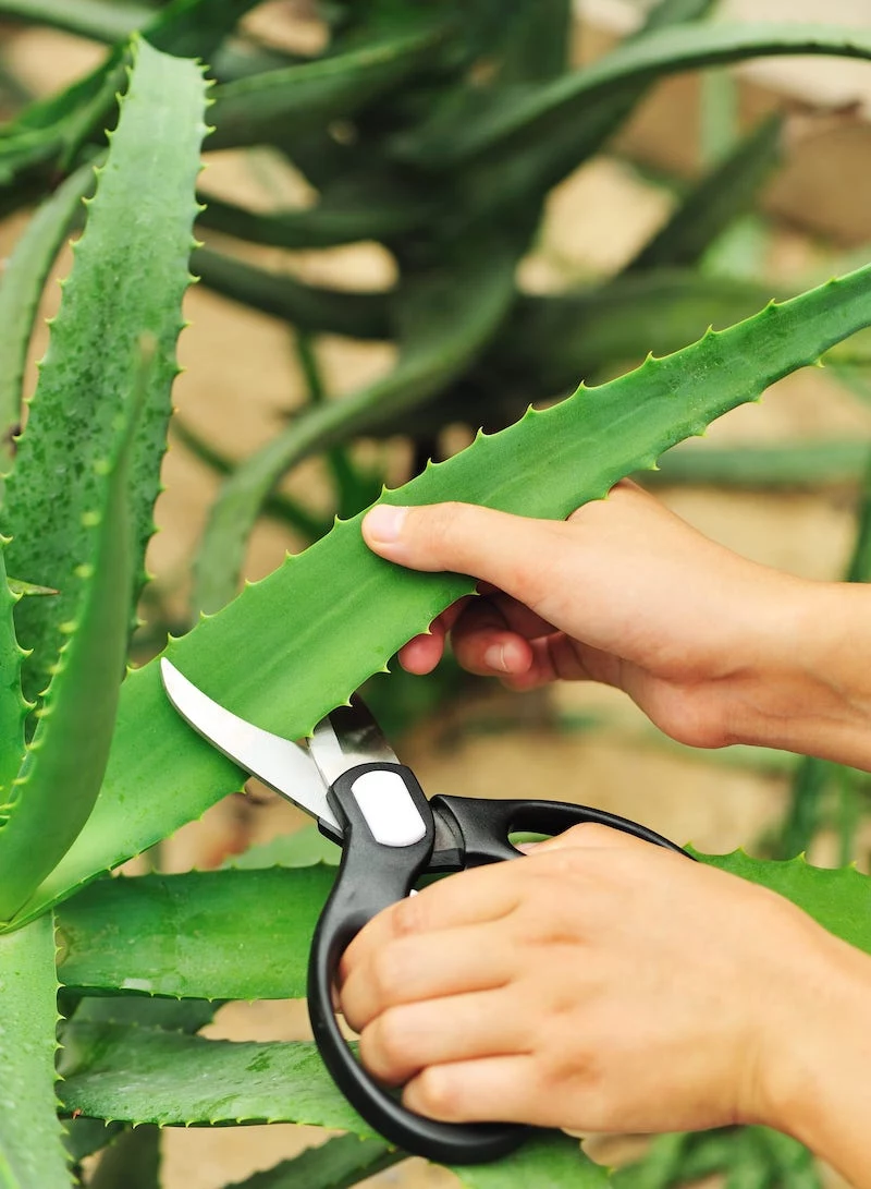 how to cut aloe vera plant safely without damaging the plant