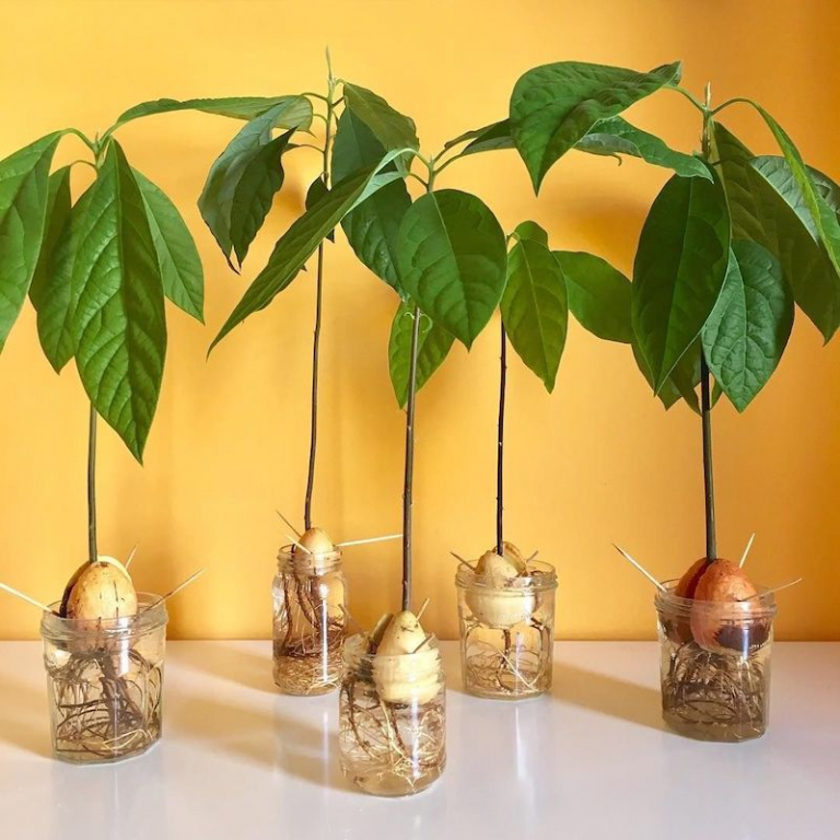 How to grow an avocado indoors: The whole process – Archziner.com