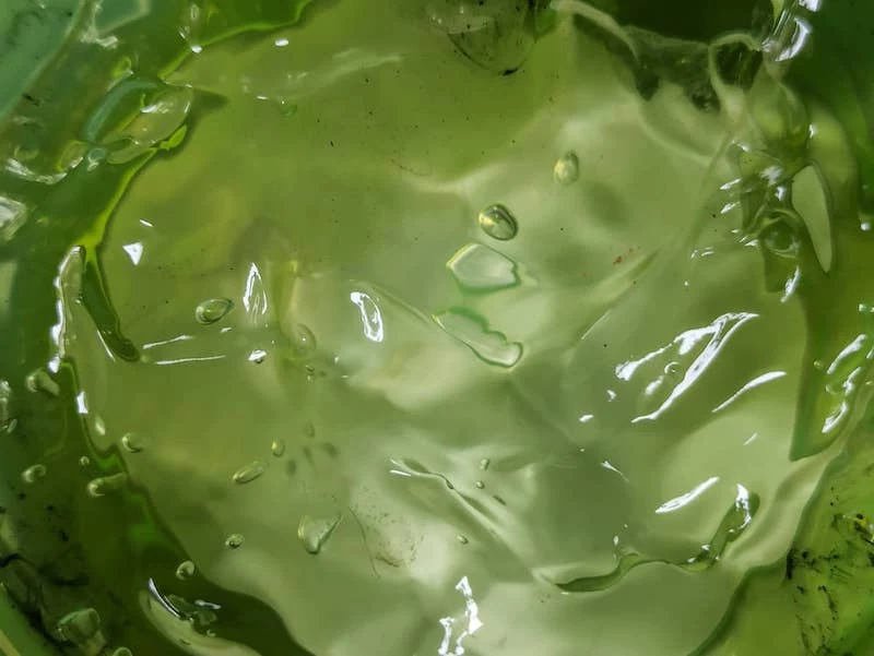 how to properly cut an aloe vera plant to extract the gel and use it