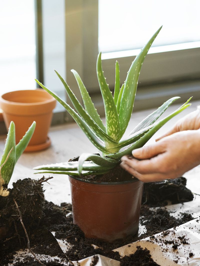 how to repot an aloe plant at home the best method for repotting