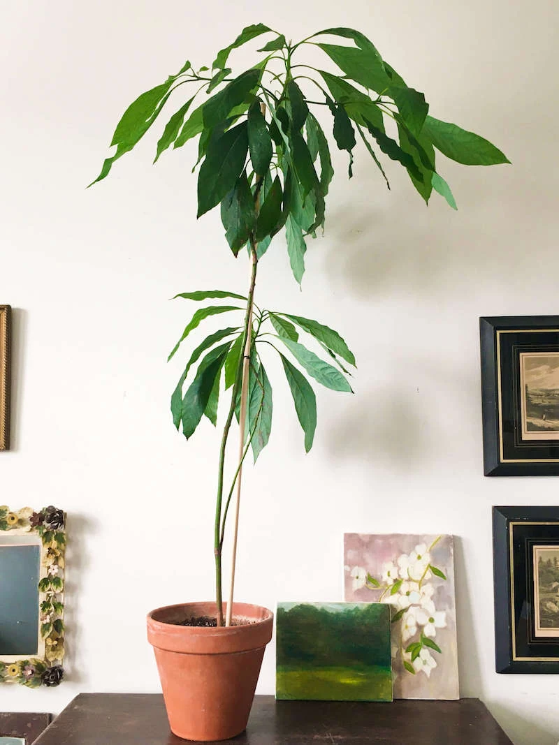 indoor avocado plant how big do avocado trees get at home