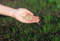 Bringing a Browning & Brittle Lawn Back to Life? 7 Remedies for Reviving Dead Grass