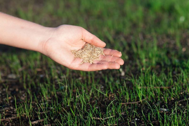 reseeding brittle lawn small seeds