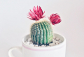 How to take care of succulents to ensure they grow healthy