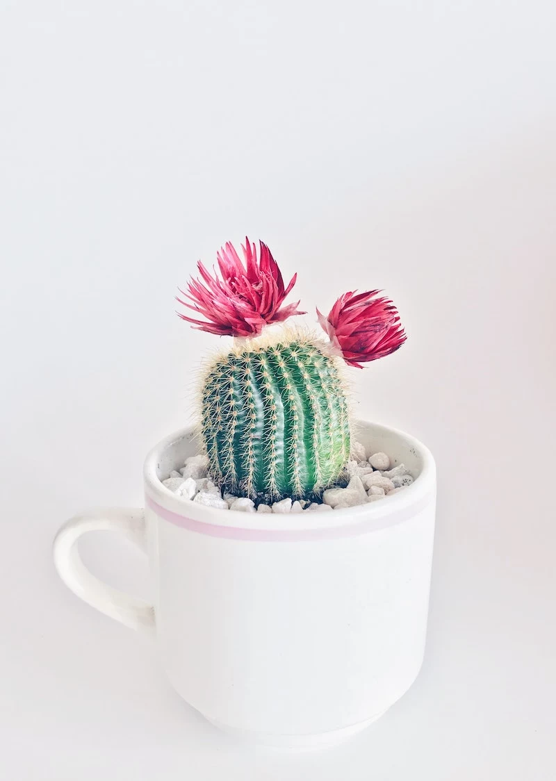 succulent care for beginners how to make your cactus bloom flowers