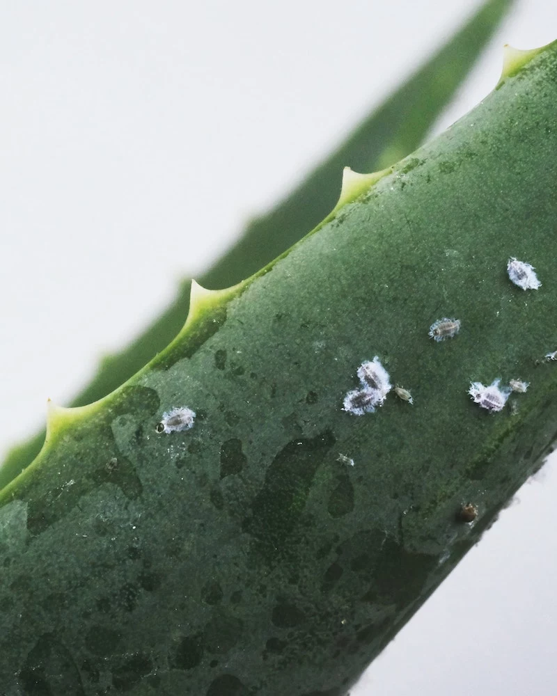 succulent care how to remove pests from your aloe vera plant leaves