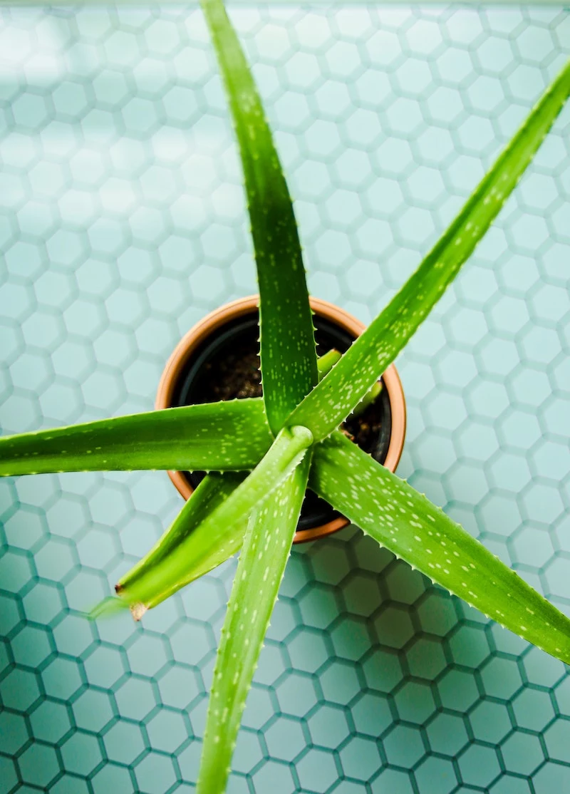 succulent care what you need to know about aloe vera plants