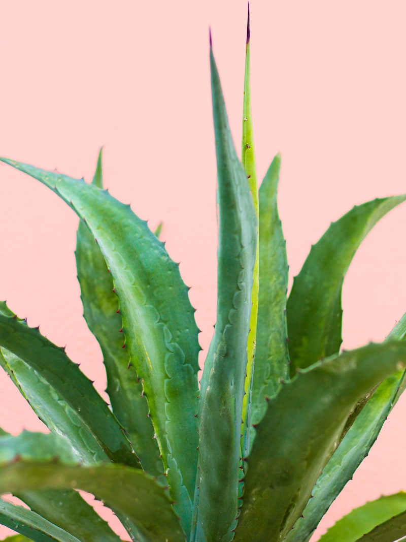 what are some signs to look for in an overwatered aloe vera plant