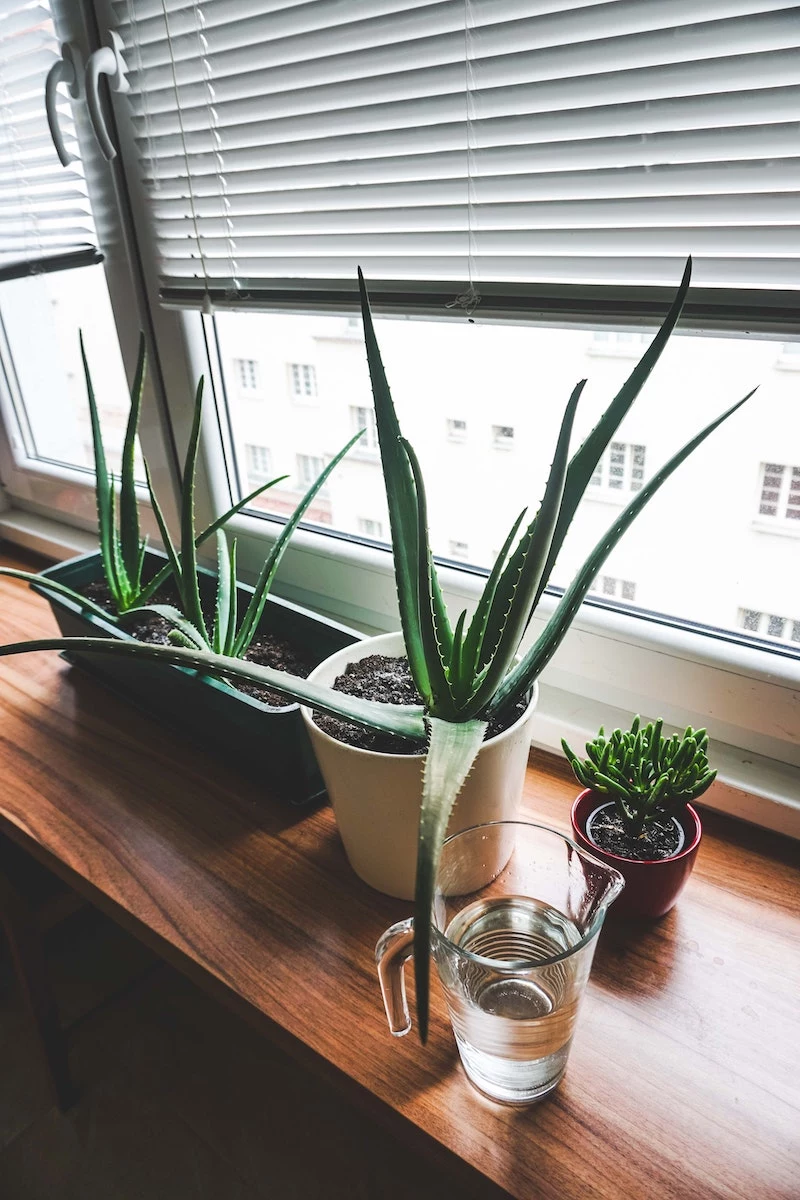 what are the different types of aloe vera plants you can grow at home