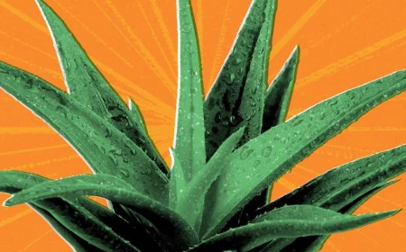 what are the potential health benefits of aloe vera plants