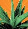 what are the potential health benefits of aloe vera plants