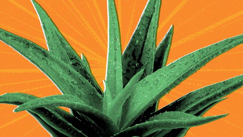 How to properly take care of an Aloe Vera plant: The Basics