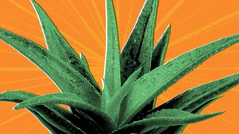 what are the potential health benefits of aloe vera plants