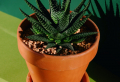11 Beginner-Friendly Plants That Can Live for Weeks Without Water