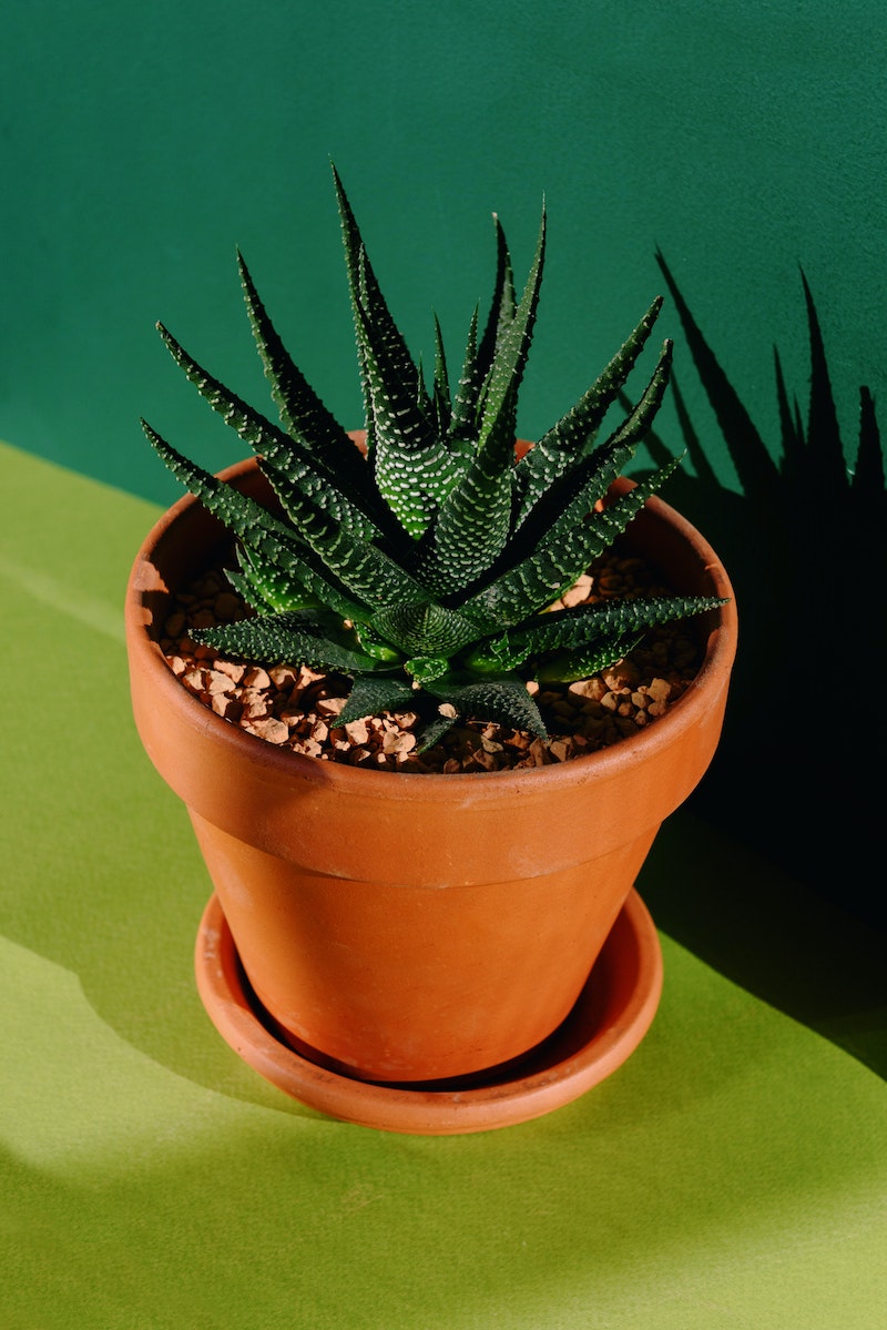 what is the best soil for aloe vera plants should you fertilize them