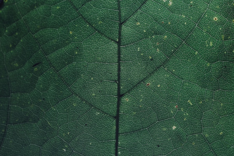 Liquid chlorophyll benefits Body Detox & Clear Skin?