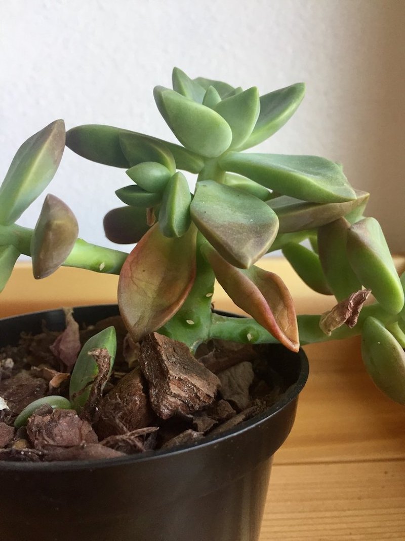 why is my succulent dying what are the reasons for sickness of plants