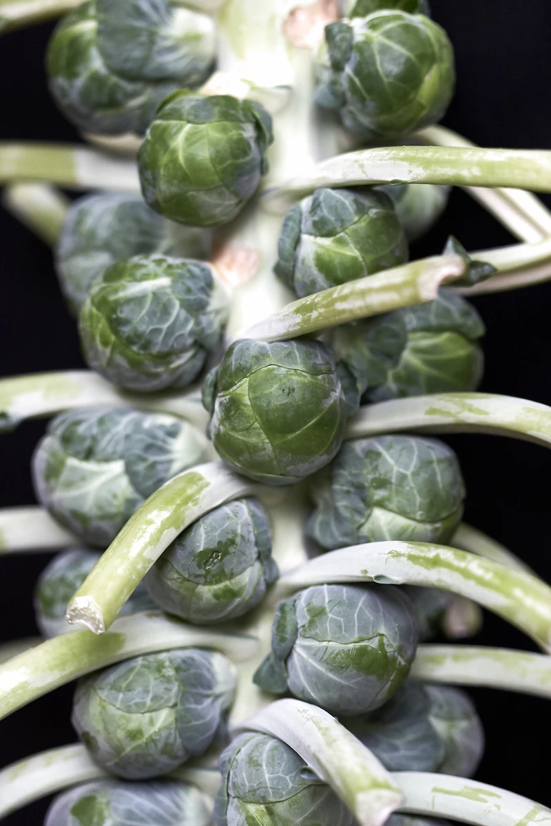 air fryer brussel sprouts with bacon growing brussles sprouts