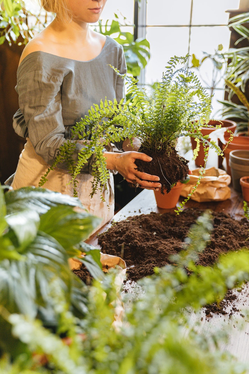 boston fern care when and how to repot into a new container