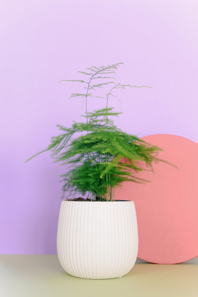 How to Take Care of Ferns: The Complete Guide