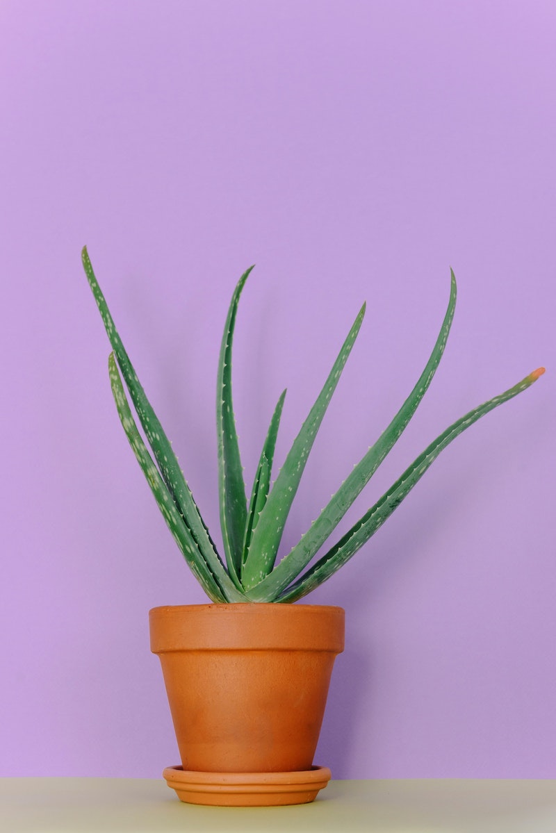 does ice help hickeys aloe vera plant on purple background
