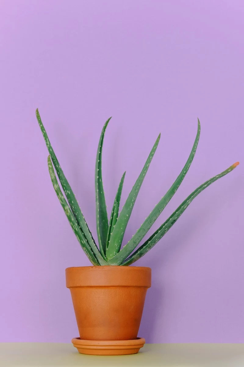 does ice help hickeys aloe vera plant on purple background