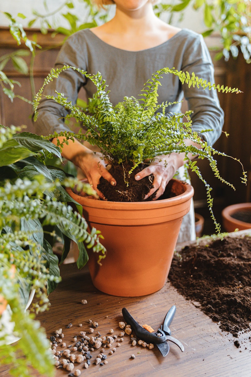 fern plant when is the right time to repot your fern