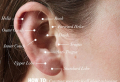 Тypes Оf Ear Piercings: Coolest Designs and Ideas