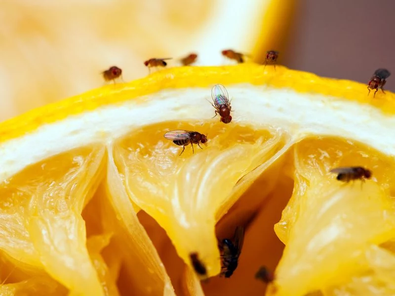home remedies to get rid of gnats gnats on a piece of orange