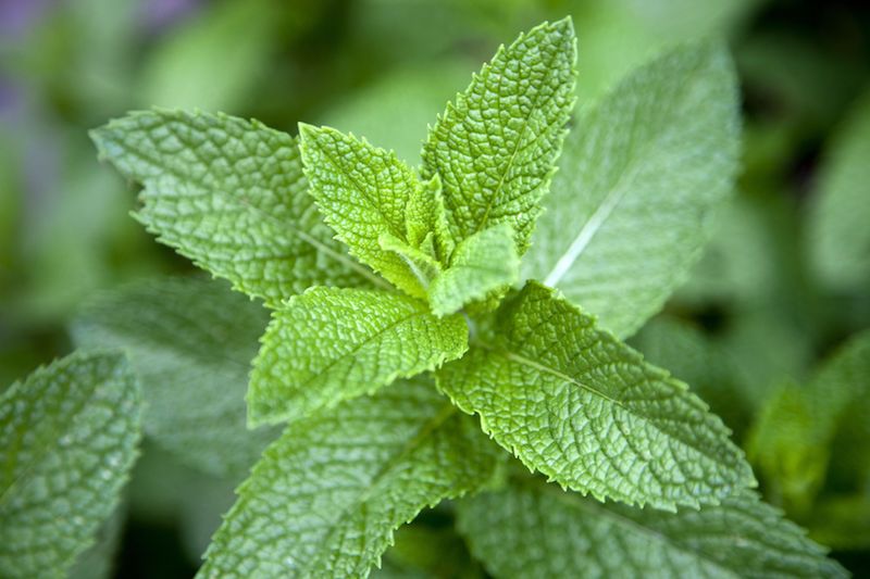 how to clear blocked sinuses menthol leaves