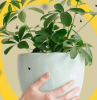 how to get rid of gnats gnats around plants
