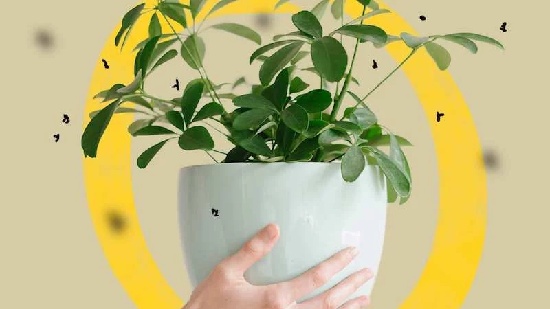 How to Get Rid of Gnats on Indoor Herbs • Longbourn Farm