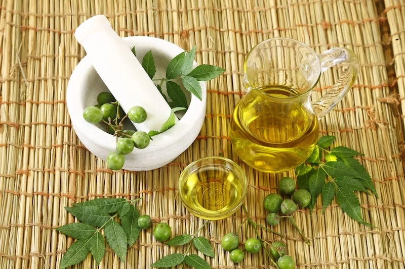 how to get rid of gnats in plants neem oil