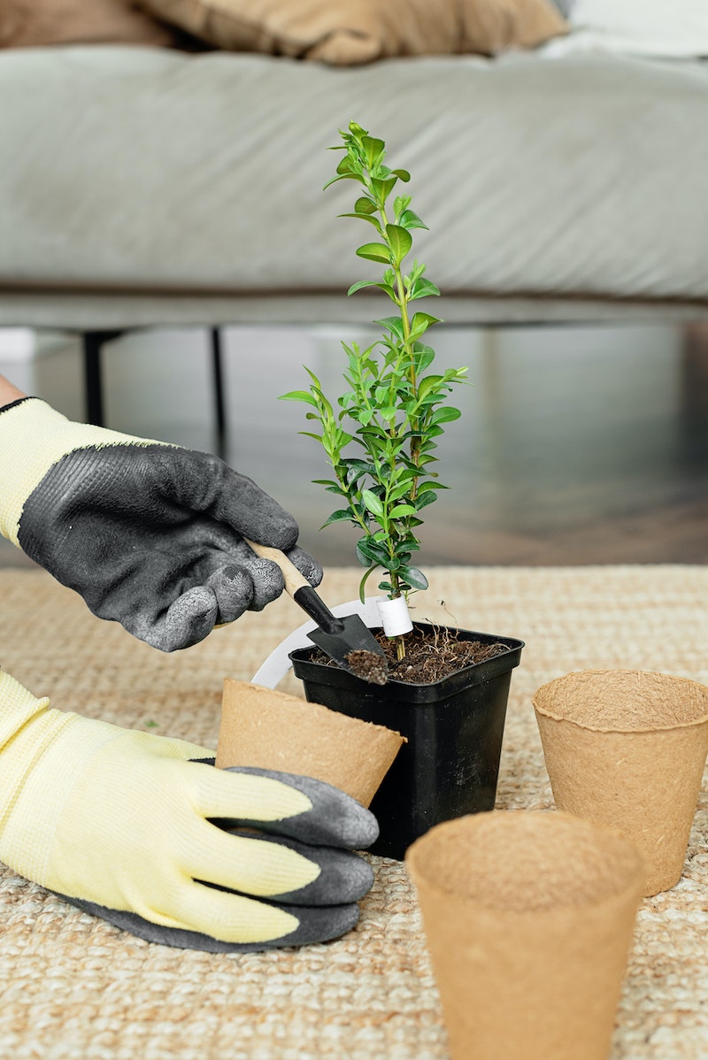 how to repot indoor ferns the whole process explained