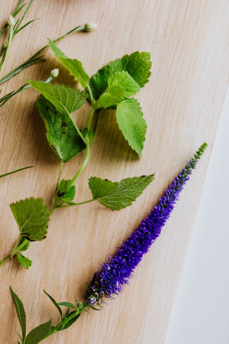 how to stop hickeys from forming peppermint plant