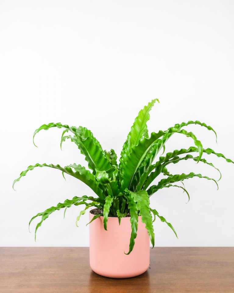 How to Take Care of Ferns The Complete Guide