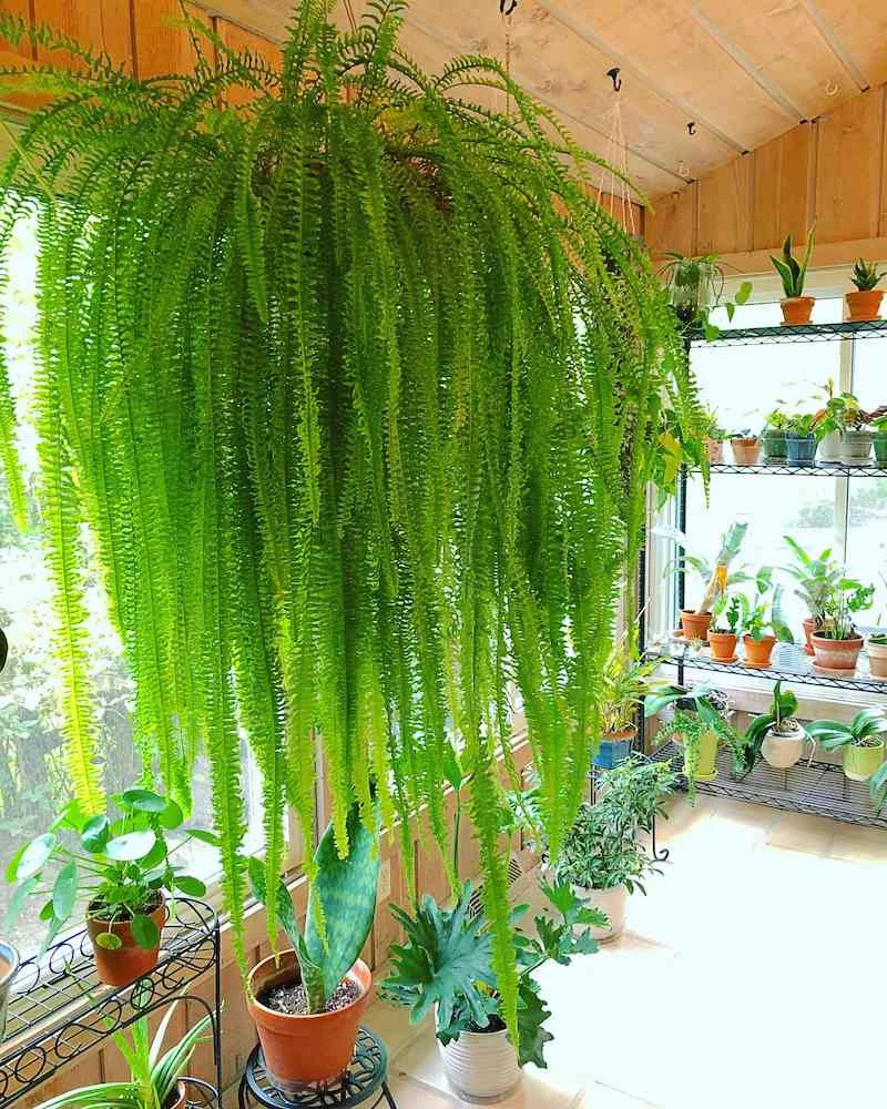 how to take care of hanging ferns when and how to water
