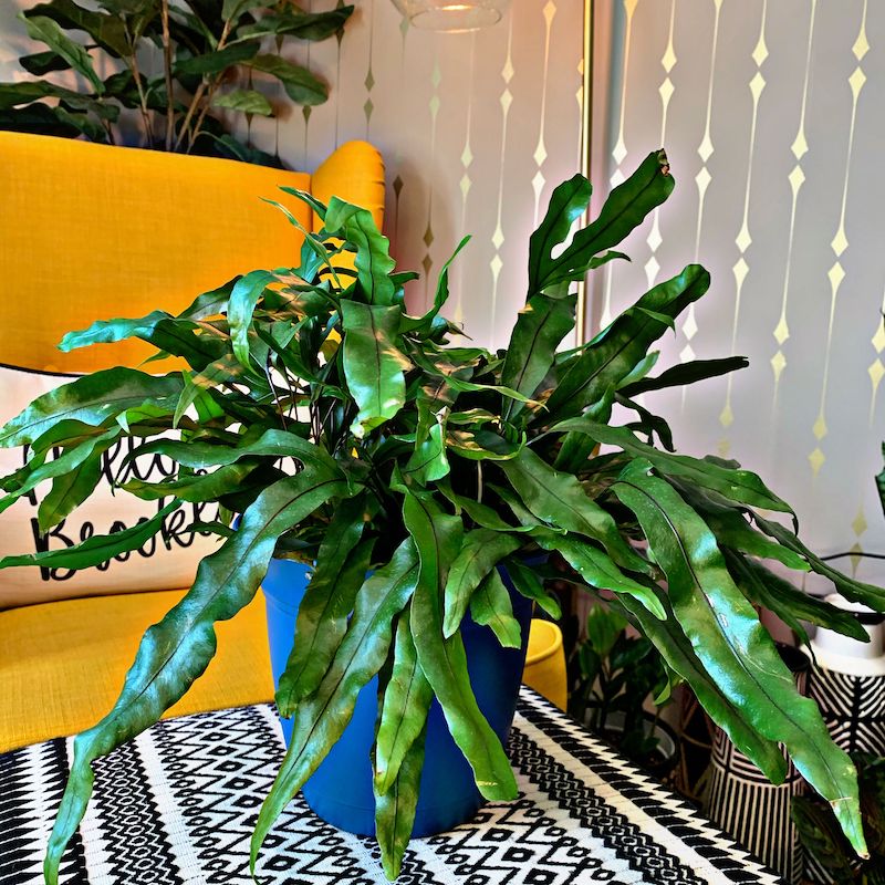 kangaroo fern houseplant one of the coolest fern plants