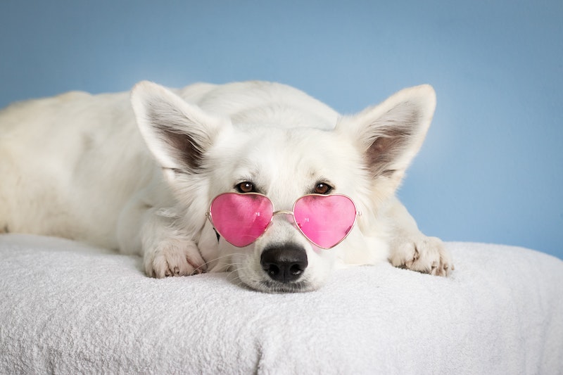retainer cleaner machine white dog with pink glasses